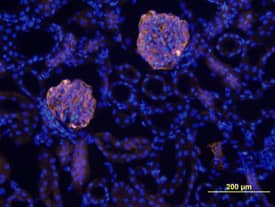 Nephrin antibody in Mouse Kidney by Immunohistochemistry (IHC-Fr).
