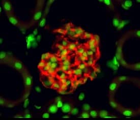 Nephrin antibody in Mouse Kidney by Immunohistochemistry (IHC-Fr).