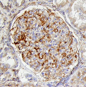 Nephrin antibody in Human Kidney by Immunohistochemistry (IHC-P).