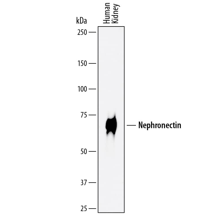 Detection of Human Nephronectin antibody by Western Blot.