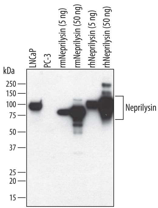 Detection of Human and Mouse Neprilysin/CD10 antibody by Western Blot.