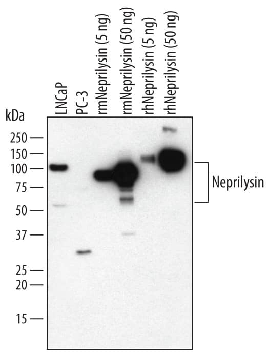 Detection of Human and Mouse Neprilysin/CD10 antibody by Western Blot.