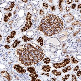 Neprilysin/CD10 antibody in Human Kidney by Immunohistochemistry (IHC-P).