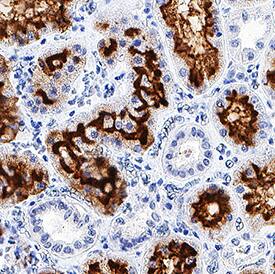 Neprilysin/CD10 antibody in Human Kidney by Immunohistochemistry (IHC-P).