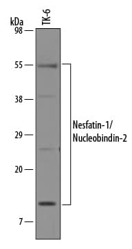 Detection of Human Nesfatin-1/Nucleobindin-2 antibody by Western Blot.