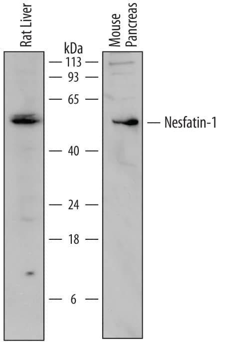 Detection of Mouse and Rat Nesfatin-1/Nucleobindin-2 antibody by Western Blot.