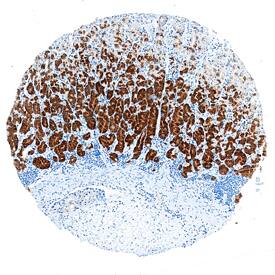Nesfatin-1/Nucleobindin-2 antibody in Human Stomach by Immunohistochemistry (IHC-P).