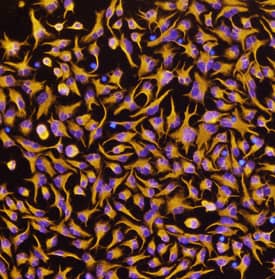 Nestin antibody in Rat Cortical Stem Cells by Immunocytochemistry (ICC).