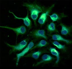 Nestin antibody in Human Neural Progenitor Cells by Immunocytochemistry (ICC).