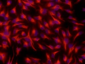 Nestin antibody in Rat Cortical Stem Cells by Immunocytochemistry (ICC).