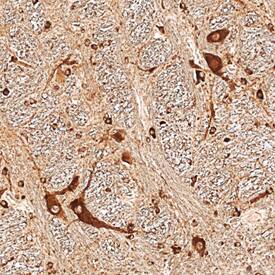 Neudesin antibody in Human Brain by Immunohistochemistry (IHC-P).