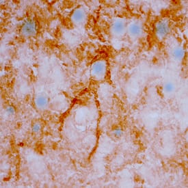 Neuregulin-3/NRG3 antibody in Mouse Brain by Immunohistochemistry (IHC-Fr).