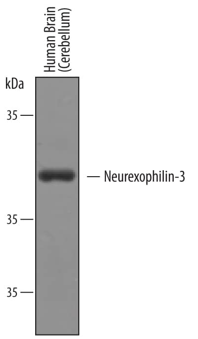 Detection of Human Neurexophilin-3/NXPH-3 antibody by Western Blot.