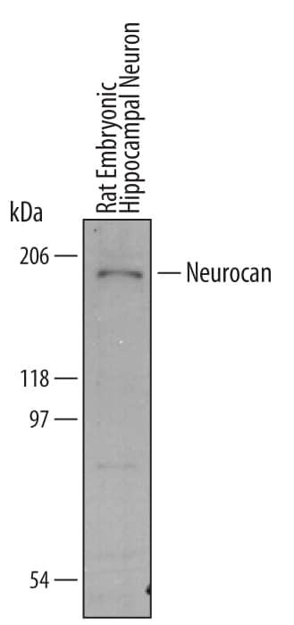 Detection of Mouse/Rat Neurocan antibody by Western Blot.