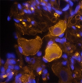 Neurofascin antibody in Rat Brain by Immunohistochemistry (IHC-Fr).