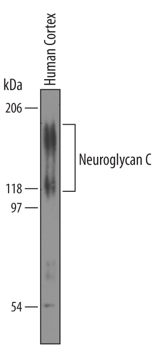 Detection of Human Neuroglycan C/CSPG5 antibody by Western Blot.