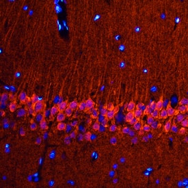 Neurogranin antibody in Rat Brain by Immunohistochemistry (IHC-Fr).