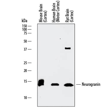 Detection of Human, Mouse, and Rat Neurogranin antibody by Western Blot.