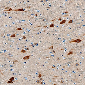 Neurogranin antibody in Human Cortex by Immunohistochemistry (IHC-P).
