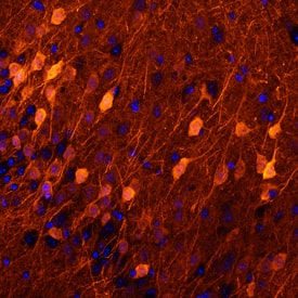 Neurogranin antibody in Mouse Brain by Immunohistochemistry (IHC-Fr).