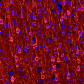 Neurogranin antibody in Rat Brain by Immunohistochemistry (IHC-Fr).