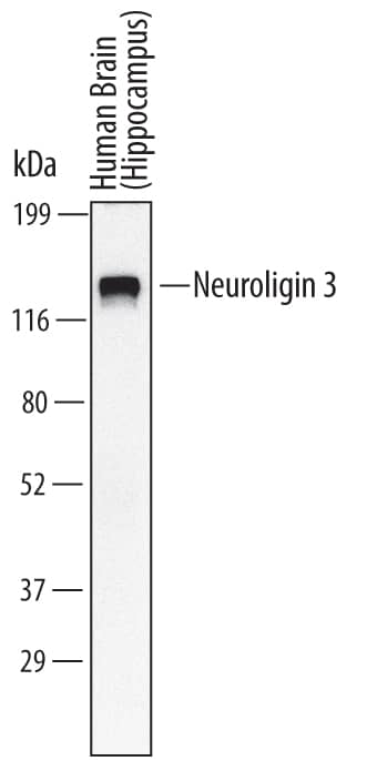 Detection of Human Neuroligin 3/NLGN3 antibody by Western Blot.