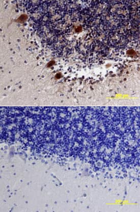 Neuroligin 3/NLGN3 antibody in Human Brain by Immunohistochemistry (IHC-P).