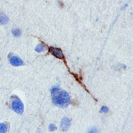 Neuroligin 4/NLGN4 antibody in Human Brain by Immunohistochemistry (IHC-P).
