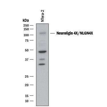 Detection of Human Neuroligin 4X/NLGN4X antibody by Western Blot.