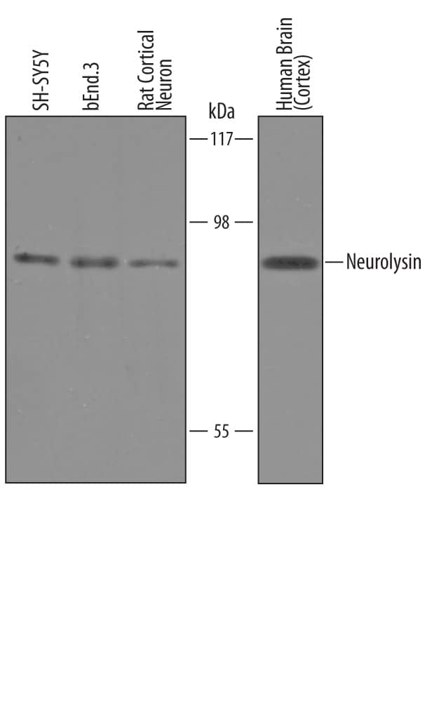 Detection of Human, Mouse, and Rat Neurolysin antibody by Western Blot.