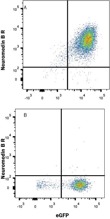 Detection of Neuromedin B R/NMBR antibody in HEK293 Human Cell Line Transfected with Human Neuromedin B R/NMBR and eGFP antibody by Flow Cytometry.