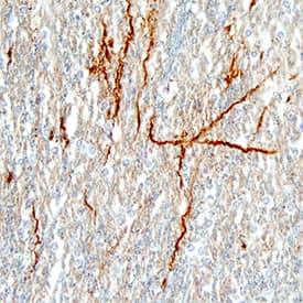 Neuropeptide Y/NPY antibody in Human Brain by Immunohistochemistry (IHC-P).