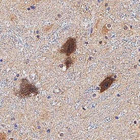 Neurophysin II antibody in Human Brain Hippocampus Tissue by Immunohistochemistry (IHC-P).