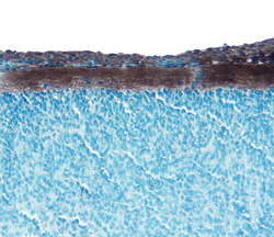 Neuropilin-1 antibody in Embryonic Rat Spinal Cord by Immunohistochemistry (IHC-Fr).