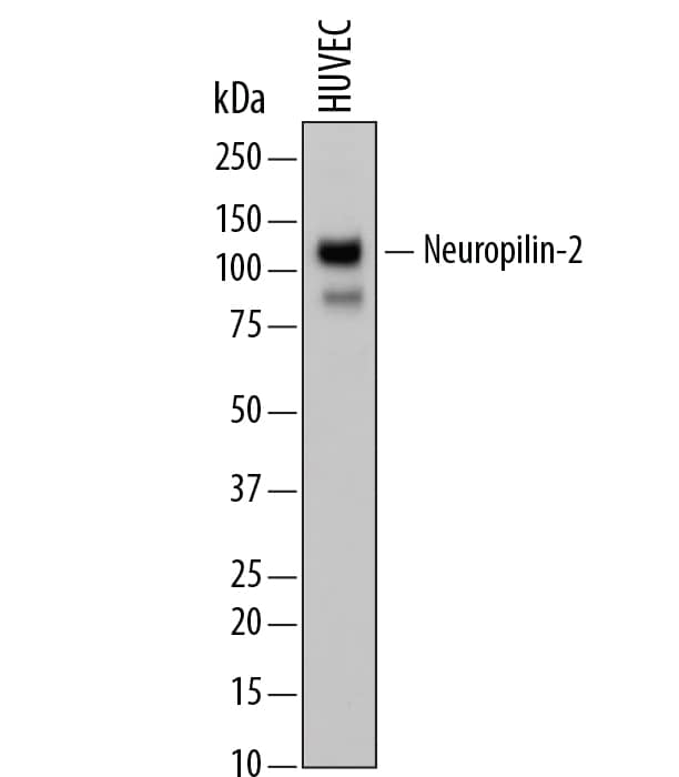 Detection of Human Neuropilin-2 antibody by Western Blot.