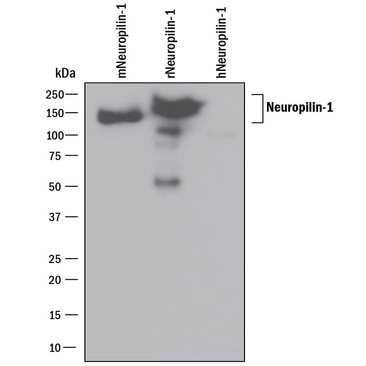 Detection of Recombinant Human, Mouse, and Rat Neuropilin-1 antibody by Western Blot.