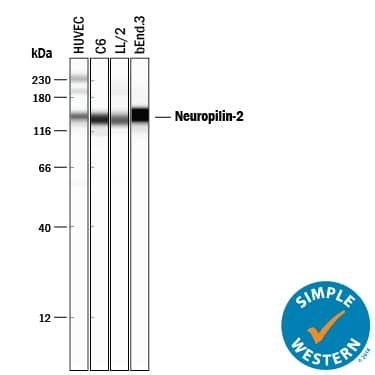 Detection of Human, Mouse, and Rat Neuropilin-2 antibody by Simple WesternTM.