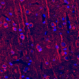 Neuropilin-2 antibody in Rat Brain by Immunohistochemistry (IHC-Fr).
