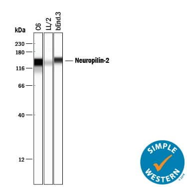 Detection of Mouse and Rat Neuropilin-2 antibody by Simple WesternTM.