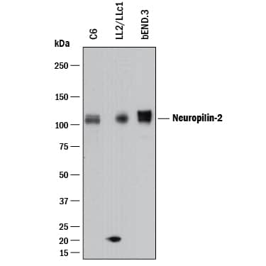 Detection of Mouse and Rat Neuropilin-2 antibody by Western Blot.