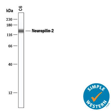 Detection of Rat Neuropilin-2 antibody by Simple WesternTM.