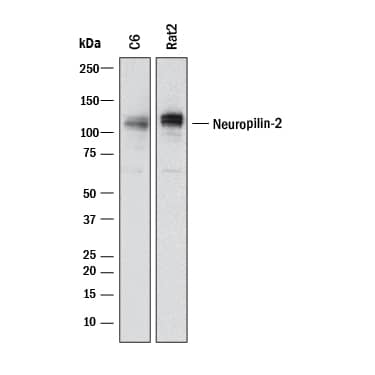 Detection of Rat Neuropilin-2 antibody by Western Blot.