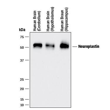 Detection of Human Neuroplastin antibody by Western Blot.