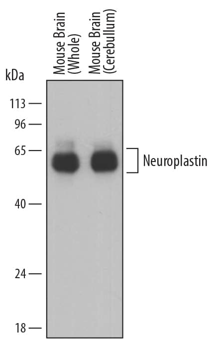 Detection of Mouse Neuroplastin antibody by Western Blot.