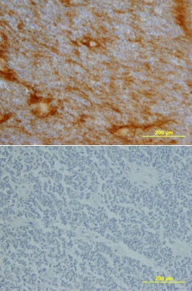 Neurotrimin antibody in Human Spinal Cord by Immunohistochemistry (IHC-P).