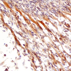 Neurturin antibody in Mouse Embryo by Immunohistochemistry (IHC-Fr).