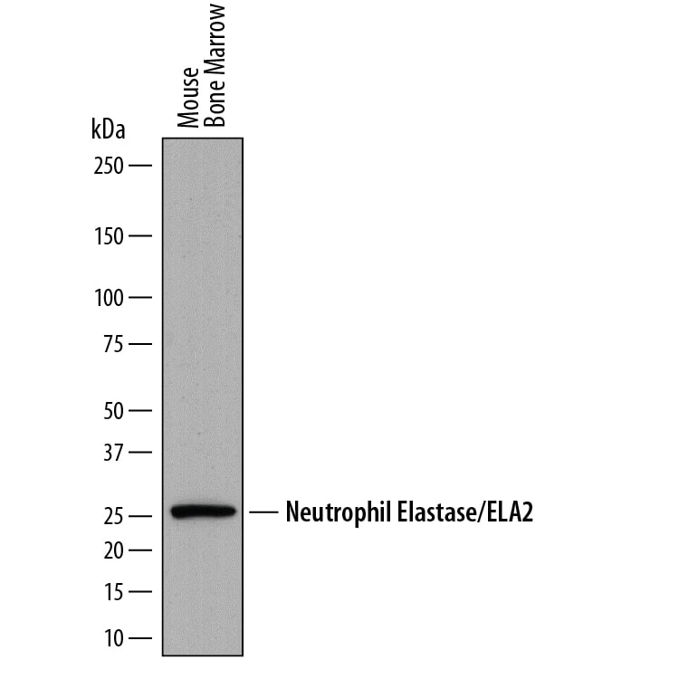 Detection of Mouse Neutrophil Elastase/ELA2 antibody by Western Blot.