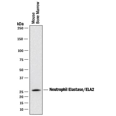 Detection of Mouse Neutrophil Elastase/ELA2 antibody by Western Blot.