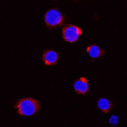 Neutrophil Elastase/ELA2 antibody in THP-1 Human Cell Line by Immunocytochemistry (ICC).