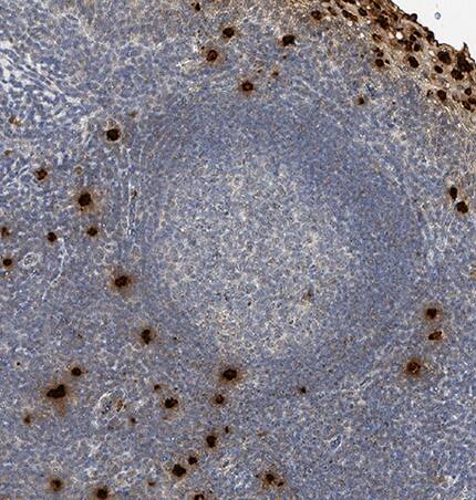 Neutrophil Elastase/ELA2 antibody in Human Tonsil by Immunohistochemistry (IHC-P).